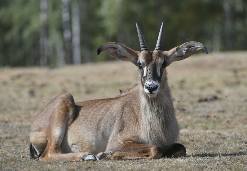 A roan antelope photographed in a Belgian wildlife park, 2018. The species is a close genetic relative of the bluebuck and is being used as a genetic surrogate by Colossal Biosciences.