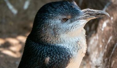 Doc appeals for info on penguin deaths