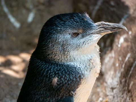 Doc appeals for info on penguin deaths