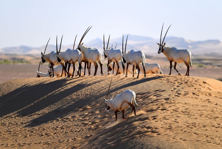 A herd of Arabian oryx photographed in the United Arab Emirates in 2019.