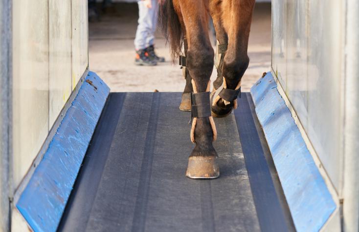 Trainer 'pulled over' by horse knocked unconscious