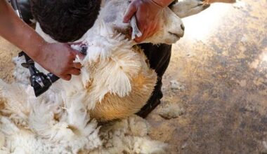 Building firm, shearer put in liquidation