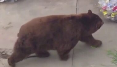 Large bear roams around Fillmore neighborhood