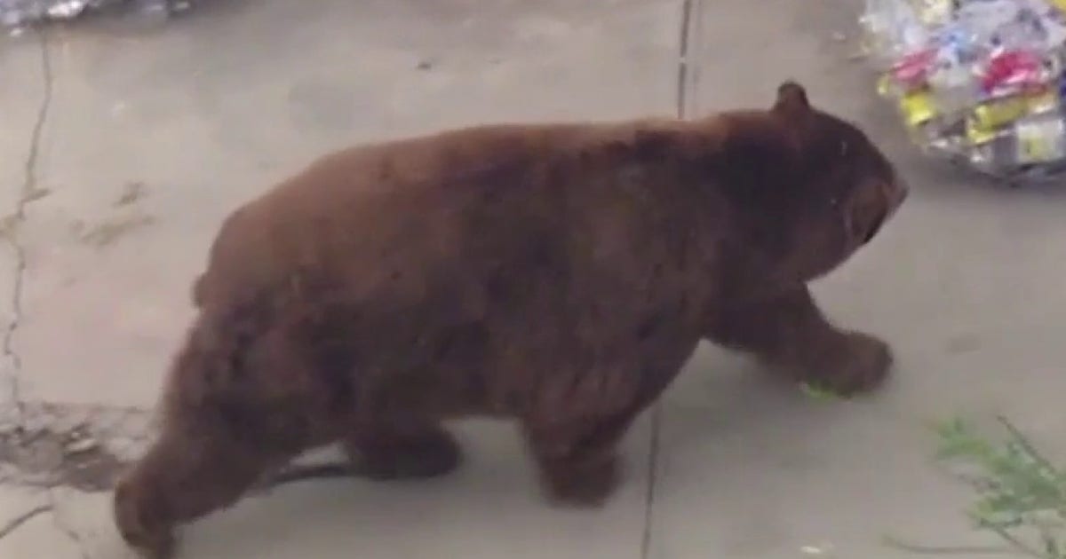 Large bear roams around Fillmore neighborhood