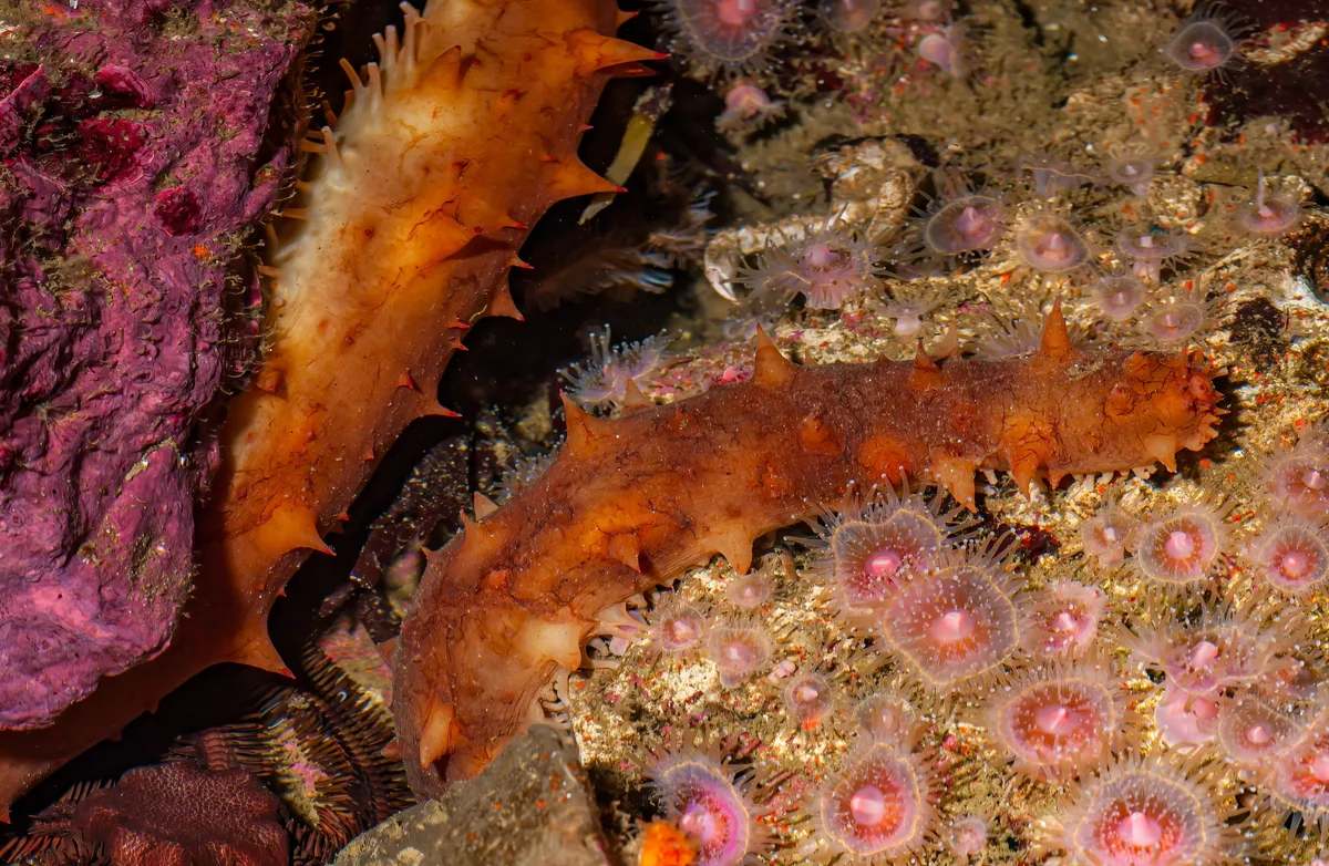 A sea cucumber against the backdrop of the ocean floor