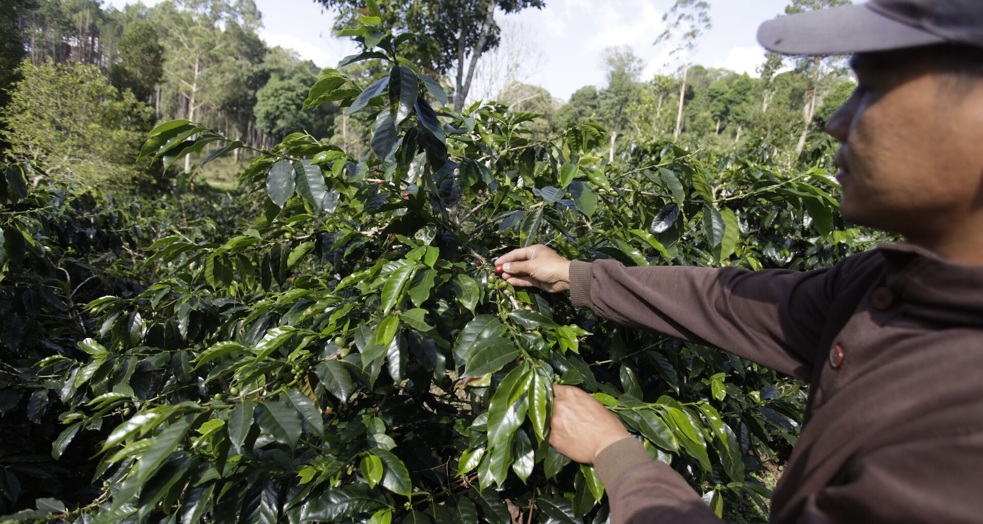 Changes in the Coffee Trade Will Filter Down to Consumers