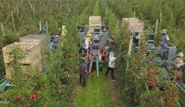 Government reviews RSE visa scheme, report calls for reform