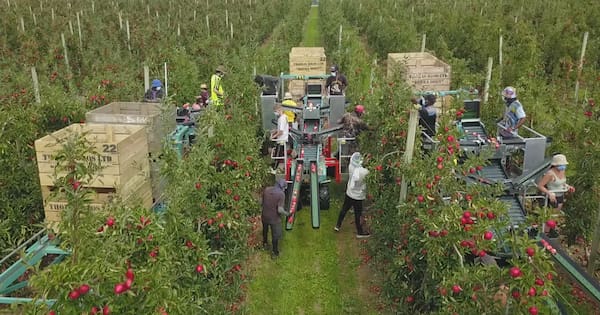 Government reviews RSE visa scheme, report calls for reform