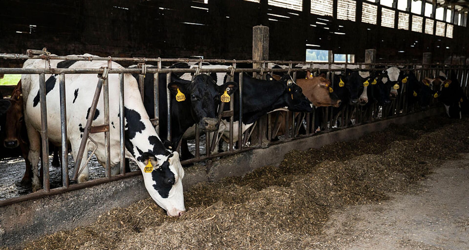 Scientists Reveal the Scale of Meat and Dairy Industry Greenwashing