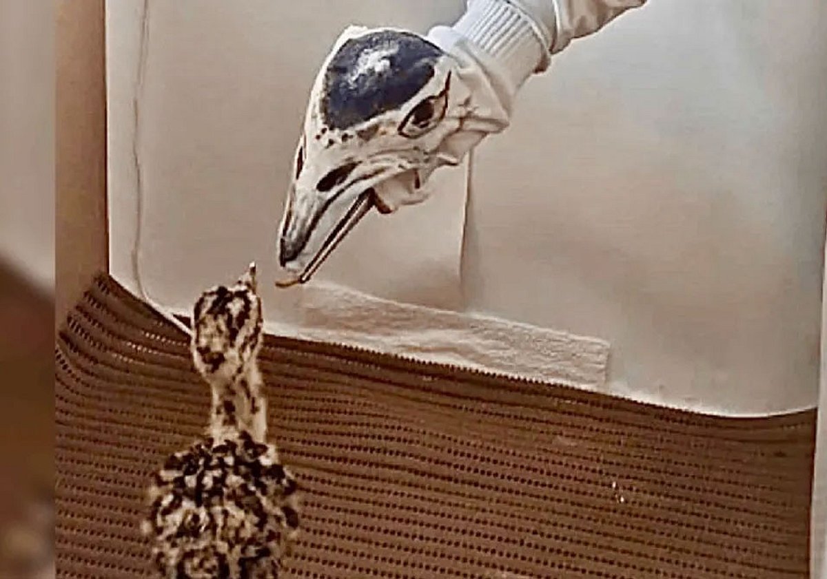 Rare Great Indian Bustard Chick Hatched in Gujarat After 800km Rescue, 50-Member Team Guards Critically Endangered Bird