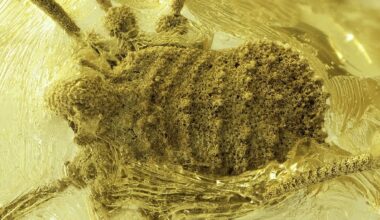 Scientists Discover a Strange Arachnid Trapped in Amber 35 Million Years Ago : ScienceAlert
