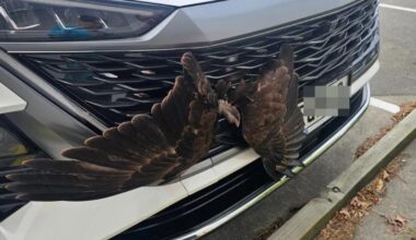 Vets, mechanics combine to rescue hawk trapped in car grille