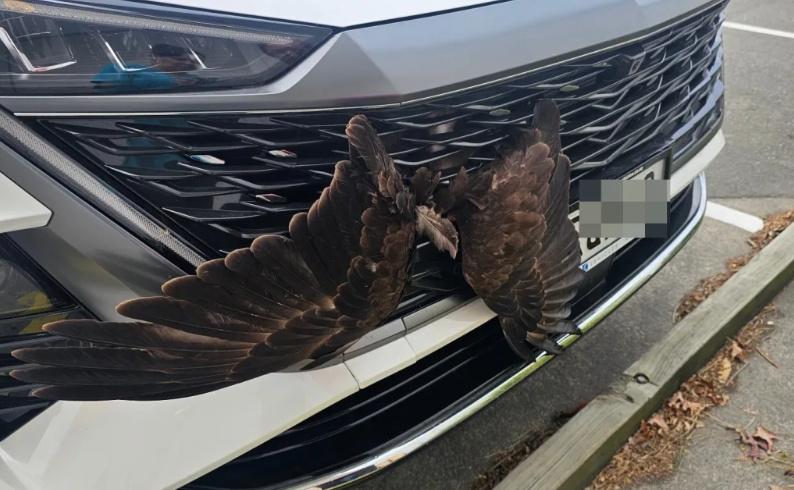 Vets, mechanics combine to rescue hawk trapped in car grille