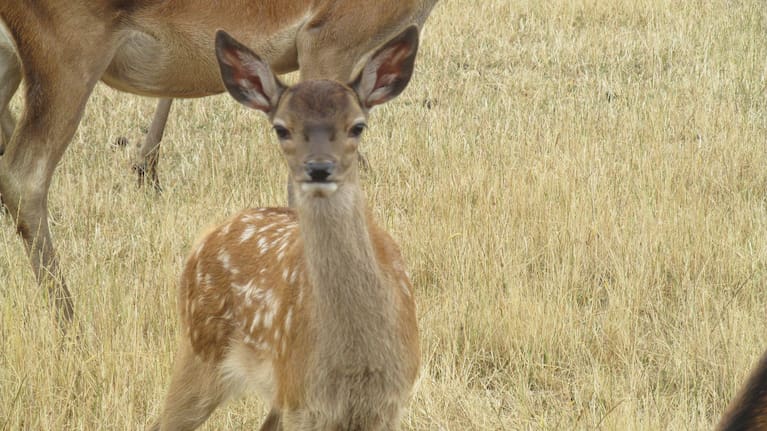 Hinds and fawns on Doug Lawrence's Masterton farm could be at risk if the Opaki water race is closed down by Masterton District Council.