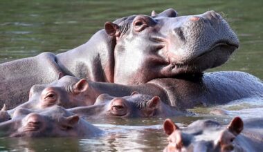 Colombia approves plan to cull roaming hippos linked to Pablo Escobar