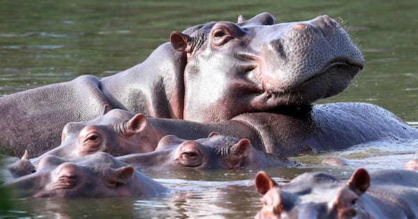 Colombia approves plan to cull roaming hippos linked to Pablo Escobar