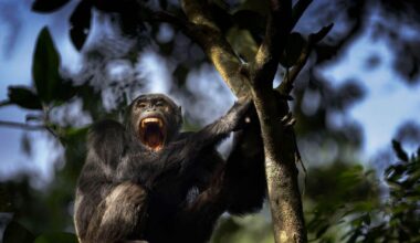 Even the Chimps Are Going to War