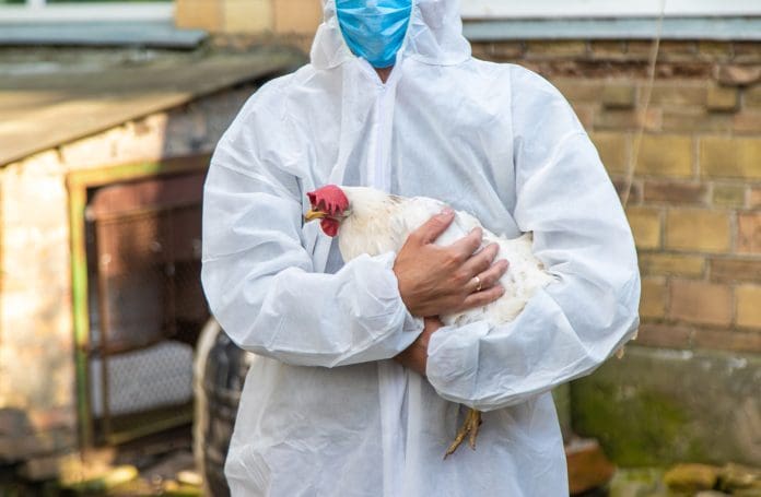 A veterinarian analyzes a chicken. Selective focus. animal.