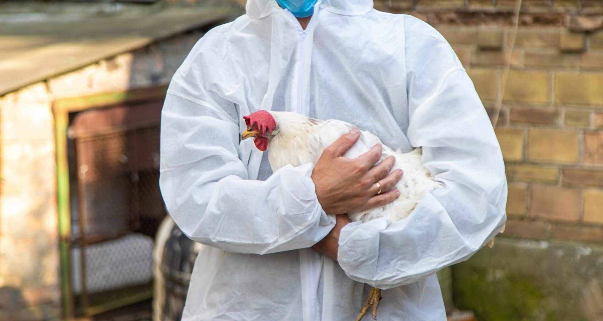 A veterinarian analyzes a chicken. Selective focus. animal.