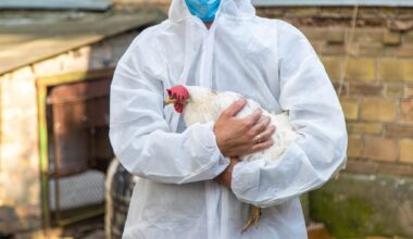 A veterinarian analyzes a chicken. Selective focus. animal.