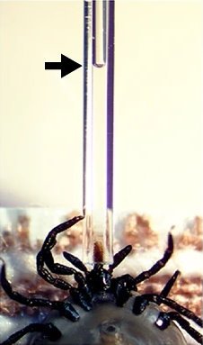 A thin transparent tube is extracting saliva from a tick (Ixodes ricinus) in a research setup