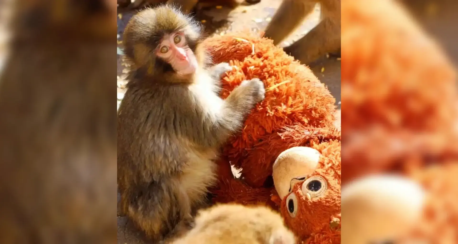 Punch the Macaque: What's Happened Since the Fame?