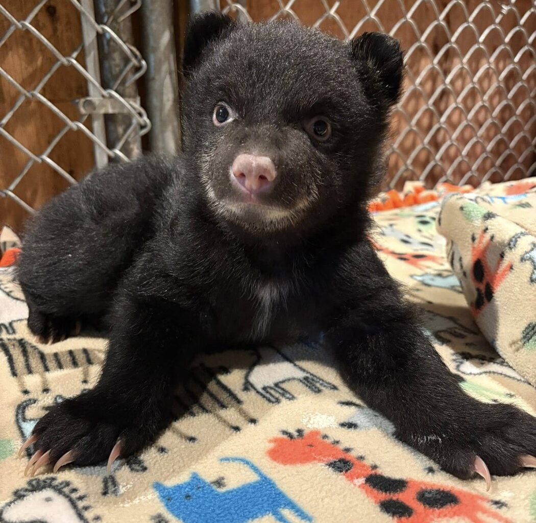Two orphaned bear cubs rescued on Vancouver Island, after mom found dead
