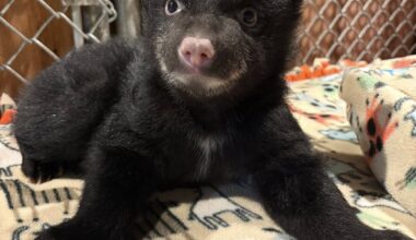 Two orphaned bear cubs rescued on Vancouver Island, after mom found dead