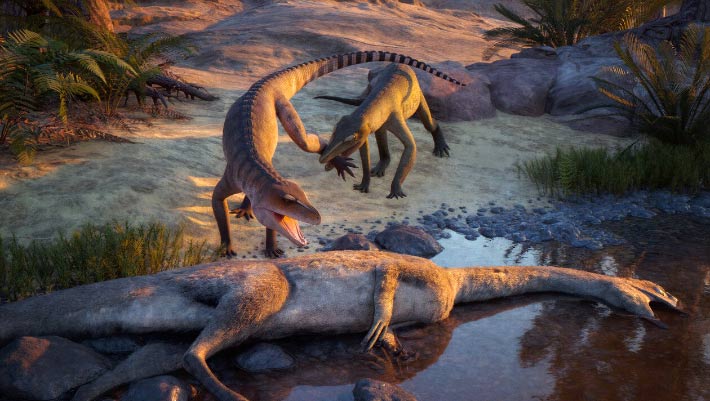 Museum Fossil Reveals Triassic Crocodile Cousin with Powerful Jaws