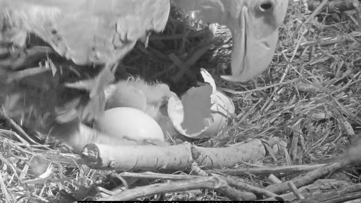 Jackie and Shadow’s 1st bald eaglet of 2026 hatches in Big Bear – NBC Los Angeles
