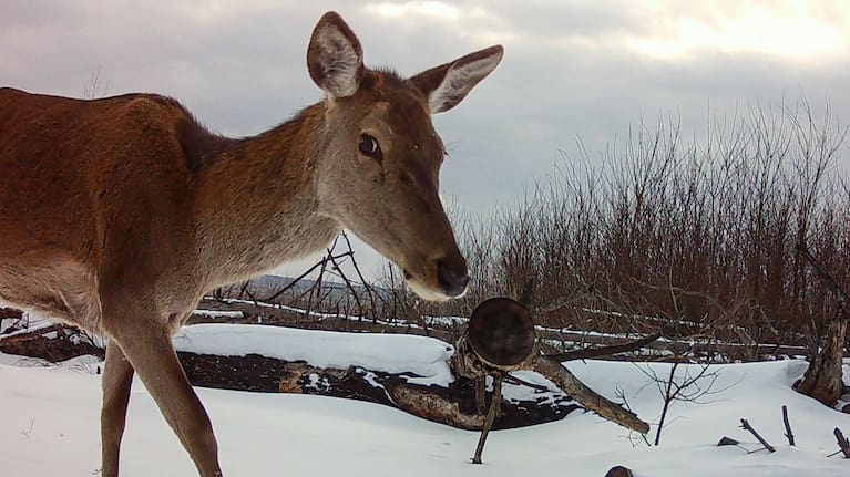 In this undated photo taken by a camera trap and provided by the Chornobyl Radiation and Ecological Biosphere Reserve on Wednesday, April 15, 2026, a wild deer walks on snow in a forest inside the Chernobyl exclusion zone, Ukraine.