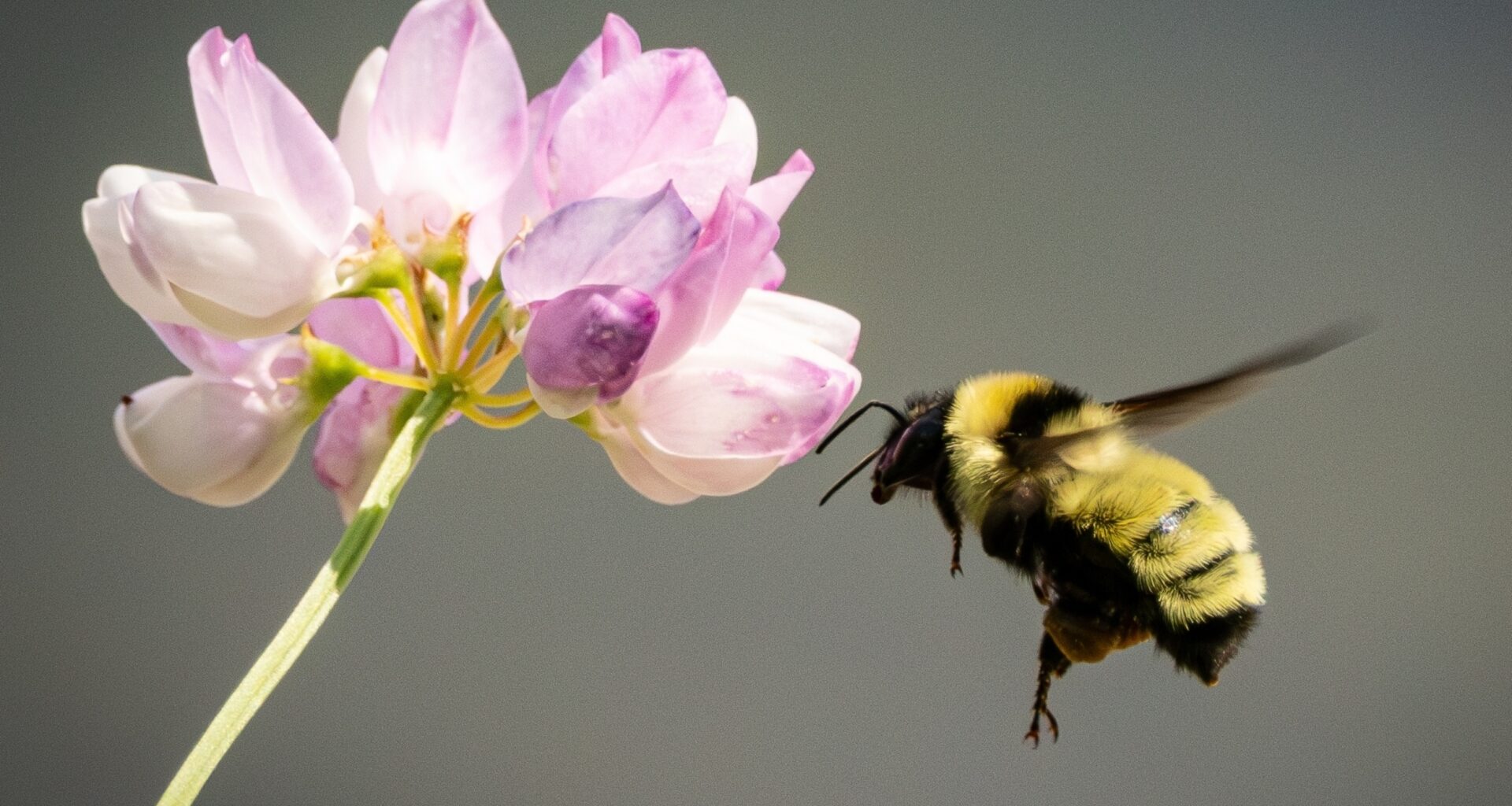 Insect repellents may stop bees from finding their way home