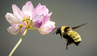 Insect repellents may stop bees from finding their way home