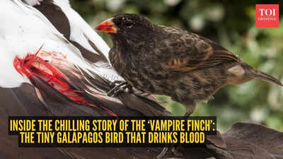 Inside the chilling story of the ‘Vampire Finch’: The tiny Galápagos bird that drinks blood