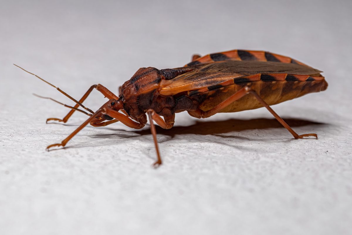 Adult Kissing Bug of the Genus Panstrongylus