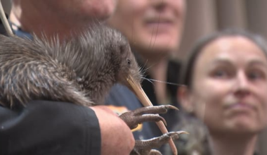 Wild kiwi hosted at Parliament for the first time