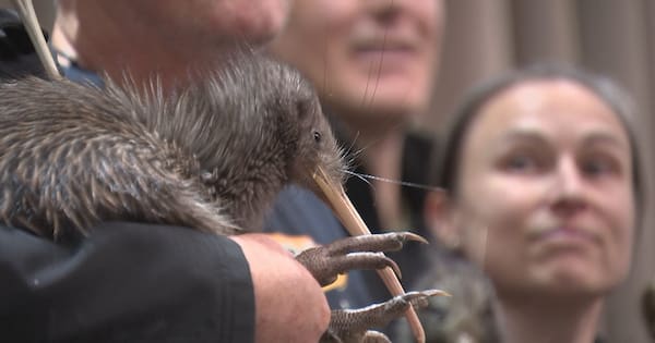 Wild kiwi hosted at Parliament for the first time