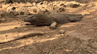 <p>Komodo Dragon, representative image only (Photo credit: AFP)<br></p> Indonesia police arrest six for Komodo dragon smuggling