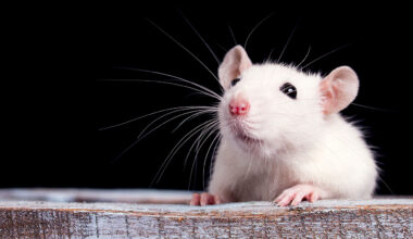 Early exposure to forever chemicals linked to altered brain genes and impulsive behavior in rats