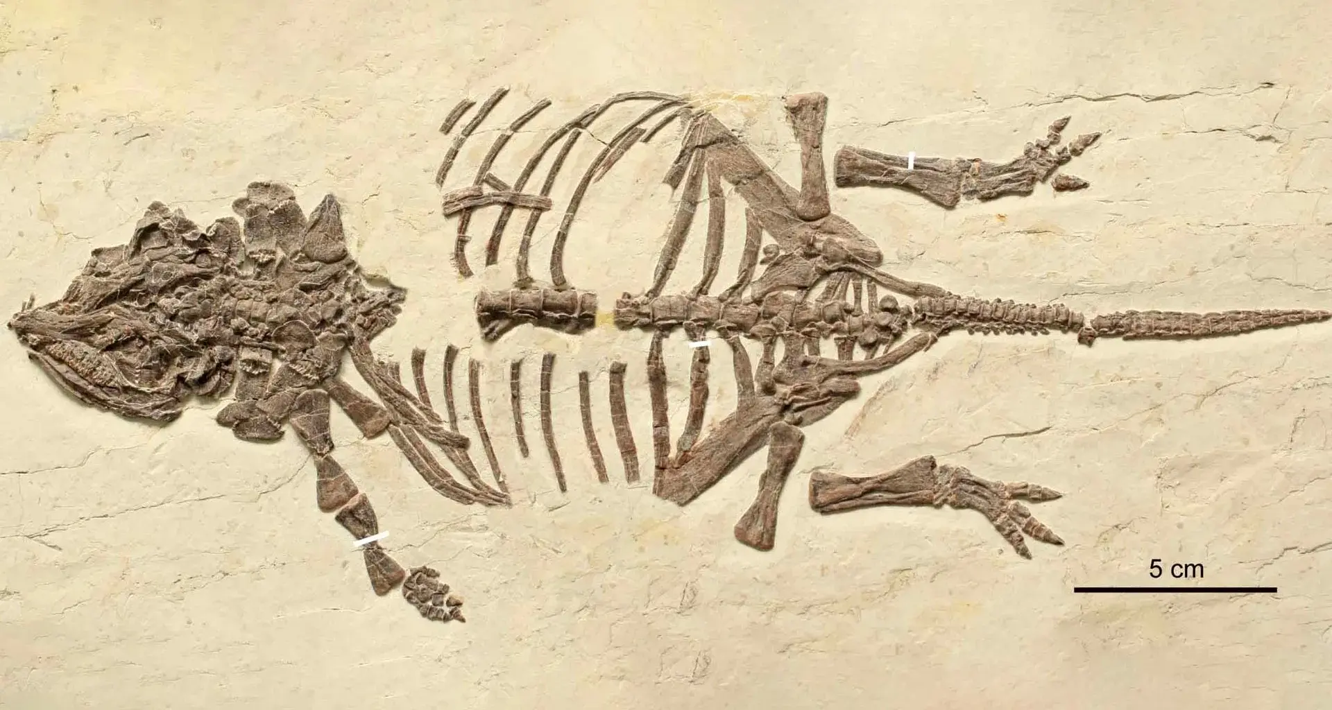 These tiny dinosaur fossils fooled scientists for 20 years