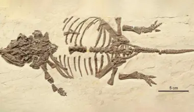 These tiny dinosaur fossils fooled scientists for 20 years