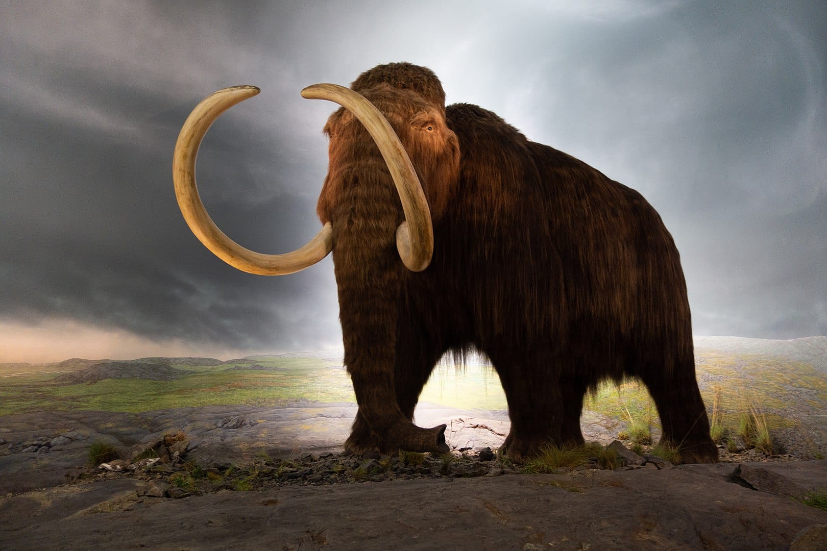 Life restoration of a woolly mammoth at Royal BC Museum
