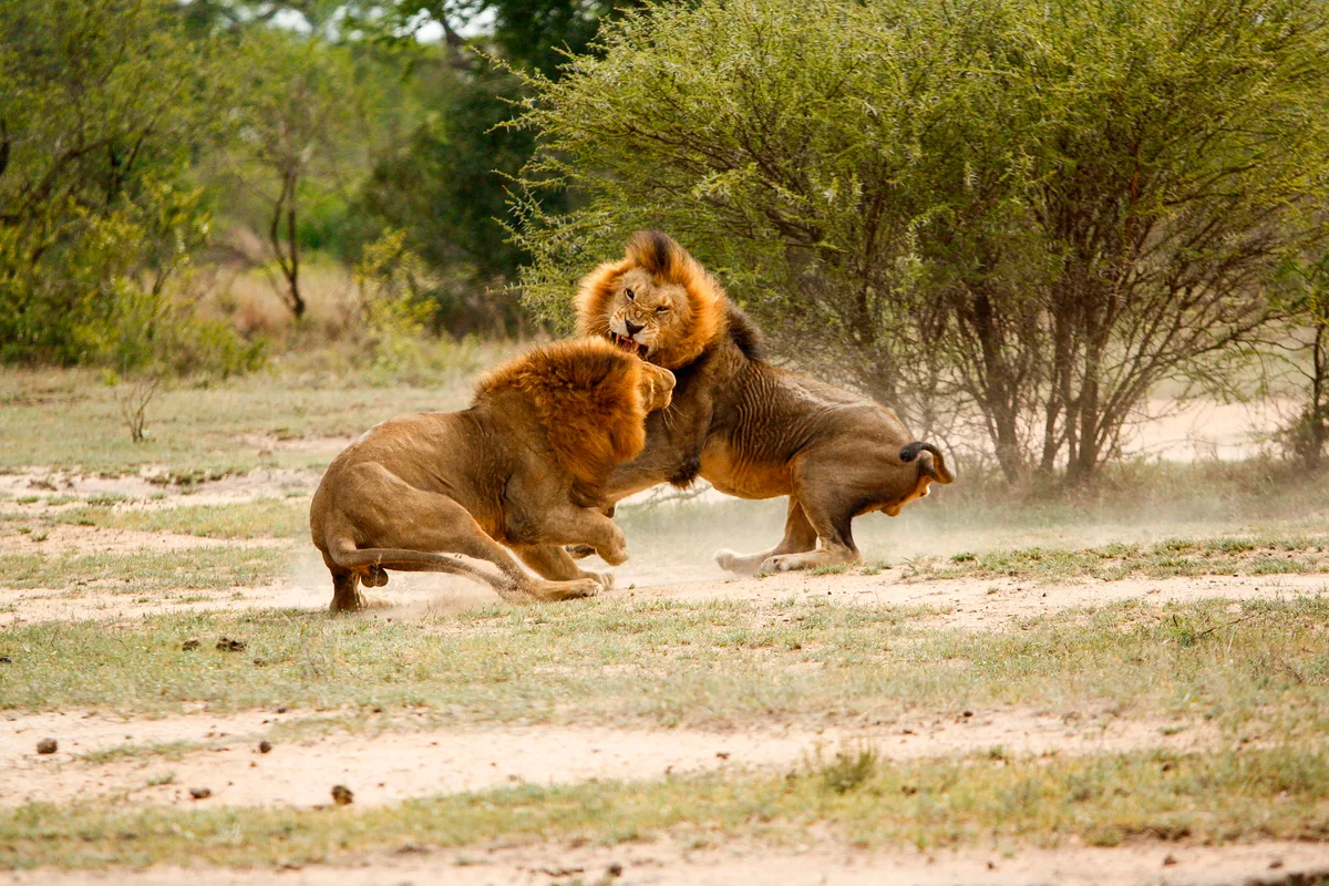 Two male lions, Panthera leo, fighting in a clearing, snarling and picking up dust from the ground, trees and bushes in the background