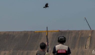 Robot decoys, trained marksmen deployed as Singapore resumes crow shooting operations after six-year hiatus