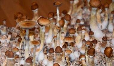 Psychedelic Therapy Reduces Mental Illness Symptoms – EMJ
