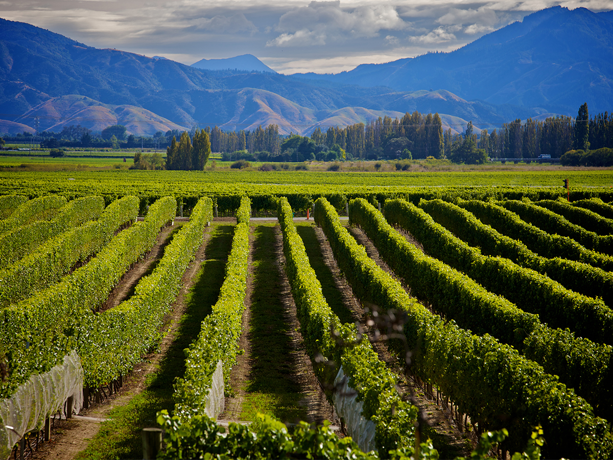 The Shout Magazine (New Zealand)