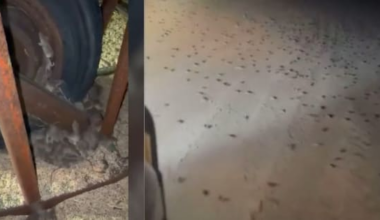 Mouse plague threatens crops across WA, South Australia