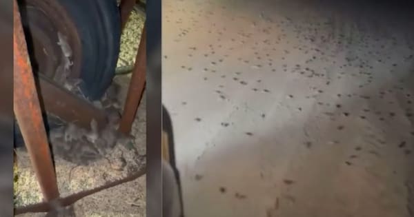 Mouse plague threatens crops across WA, South Australia