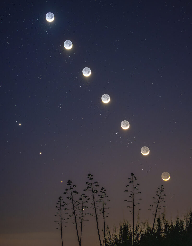 The crescent Moon, Venus, and the Pleiades travel across the twilight sky. The silhouettes of a few beach flowers decorate the foreground.