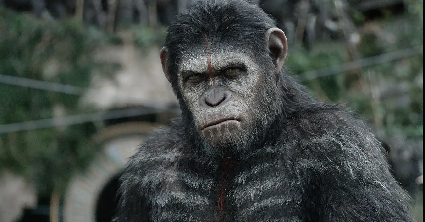 The Unprecedented Civil War of the Ngogo Chimpanzees